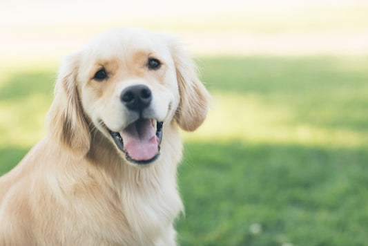 Banish stinky breath in your furry friend